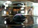 Maker Faire Ferrofluid