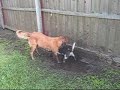 Lillie and Bella in mud.wmv