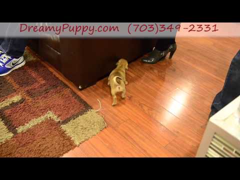 Adorable Puggle male puppy