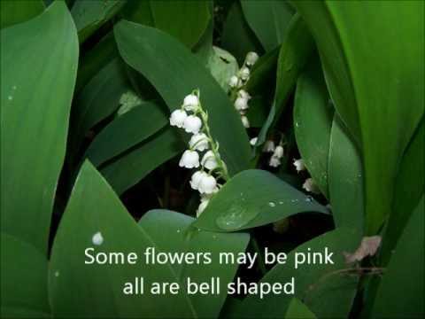 how to replant lily of the valley