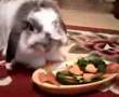 ぴのん（うさぎ）お祝いｺﾞﾁになります When it was good, ぴのん(rabbit) was said.