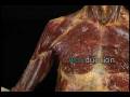 videos de Movimientos de la articulación glenohumeral (hombro)