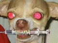 lesbian-potgirl-versus-antidrug-dog-part-1.html