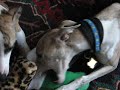 Whippet Squeakies Whippet Squeakies