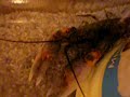 Cherax pap. zebra