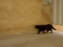 Cute cats around house! Plzzzzz watch cute cats .....