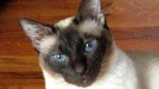 Talking Siamese Cat VERY talkative!  She answers all my questions!