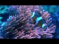 Nikon D90 video test - Clown Fish and Anemone (HD)