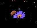 Panic at the Disco- Folkin' Around Sydney 2008