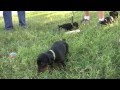 videos de Texa X Uragan Doberman puppies 5 weeks old