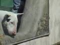 Bull Terrier Inglés video