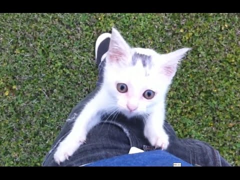 Gatinhos a trepar pelo seu humano