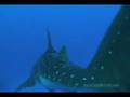 Maui Hawaii's Diving, The Underwater World