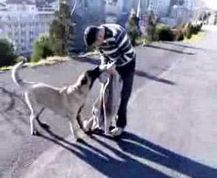 KANGAL YAVRUSU