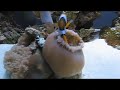 A Clownfish Finds His Home A Clownfish Finds His Home