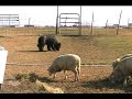 Natasha, Briard in Herding School Days