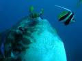 Dive with a Mola Mola in Nusa Lembonga (Bali)