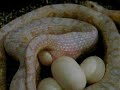 Cornsnake lays eggs Cornsnake lays eggs
