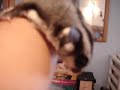 Omar shows dick!!// omar ense�a el pito!!
