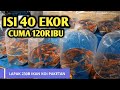 Jual Paketan Ikan Hias Bogor
