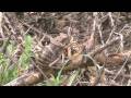 Dung beetles, bees and other bugs of Tanzania