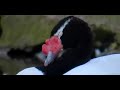 H5N1 (Jaime (Jim-Box) Fern�ndez Miranda)