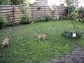 The worlds greatest dogs, Podenco\