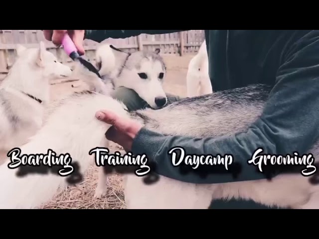 Dog Boarding/Day Camp Services | 10 + years of experience in Animal & Pet Services in City of Toronto
