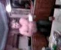 Dancing Nippa Dancing Nippa