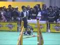 Dog Agility (Mar/31/07 JKC CUP Jumping Large Vol.1)