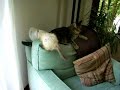 kitten-play-fight.html