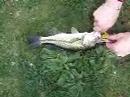 fish fish