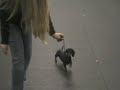 Dachshund Puppy Conformation Training