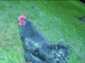 Random Chickens (what they do when we arn\ Random Chickens (what they do when we arn\