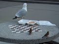 Big bird v.s. small birds: size rules Big bird v.s. small birds: size rules