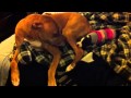 Hughey and Daisy - YouTube