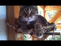 Click here to watch this video Lillo, the cat: My Playground