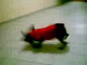rott daysi dog rott daysi dog