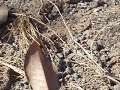 parasitoid wasp