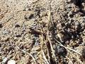 videos de parasitoid wasp
