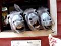 Burro