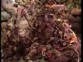 Fraggle Rock - Tubthumping
