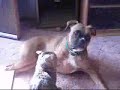Playfriends Dog and Cat
