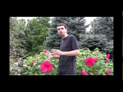 how to replant hibiscus