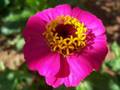 Flores + uma Buterfly