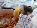 Eating breakfast with my bird