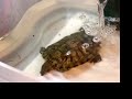 our turtle Mr. T eating worms