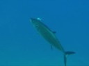 videos de Tauchen in der Tiefsee