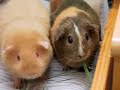 hamsters and guinea pigs are soooo cute