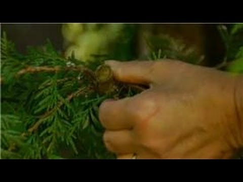 how to fertilize cedar trees
